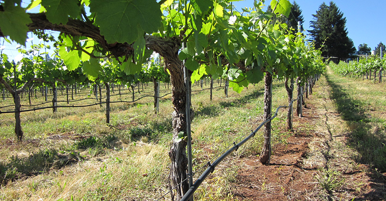 Irrigation Field Image A grape vine field with irrigating pipes below it